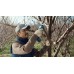 BOSCH PRO PRUNER PROFESSIONAL Akku-Gartenschere 12V, 2x 3,0Ah 06019K1021