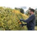 DeWALT DCMHT562P1-QW XR Heckenschere 55 cm, 19 mm XR (18V/1x5,0Ah)
