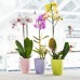 PLASTKON Orchideentopf Ornella 13 cm limettengrün