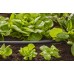 GARDENA Micro-Drip-System Verlegerohr 13 mm (1/2") 15 MeterRolle, 1346-20