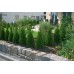 GARDENA Micro-Drip System Tropfrohr - 50 m, 1386-20