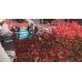 Makita UH004GM201 Heckenschere XGT 40 Volt 4.0 Ah 60 cm