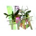 PROSPERPLAST COUBI Orchideentopf 1,5l, transparent, DUOW130T-CS99G