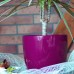 Elho brussels rund mini 1l, 12,5cm Blumentopf - deep marsala, DUO120-R681