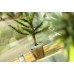 PROSPERPLAST CUBE P 2,2l transparent, DCUB170P-S429