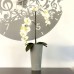 Blumenvase Blumentopf inkl. Einsatz TUBUS SLIM Pflanzsäule 8 L grau matt Beton DTUS200B