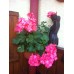 Prosperplast TERRA Blumentopf zum Aufhängen, Regenrohr, 28cm, 4 l terracottaDTRY28