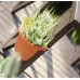 Prosperplast TERRA Blumentopf zum Aufhängen, Regenrohr, 28cm, 4 l, anthrazit DTRY28