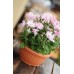 PROSPERPLAST TERRA Blumenschale 6 l terracotta DMT30