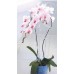 PROSPERPLAST Orchideenstab Coubi 55 cm transparent-grün ISTC02