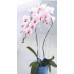 Prosperplast DECOR Orchideenstäbe 58,5 cm, rosa ISTC01