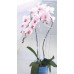 Prosperplast DECOR Orchideenstäbe 39cm, transparent ISTC03