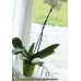 PROSPERPLAST Orchideenstab Coubi 55 cm transparent-grün ISTC02