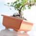 PROSPERPLAST DBON Blumenkasten 20 x 14 x 7,5 cm terracotta DBON