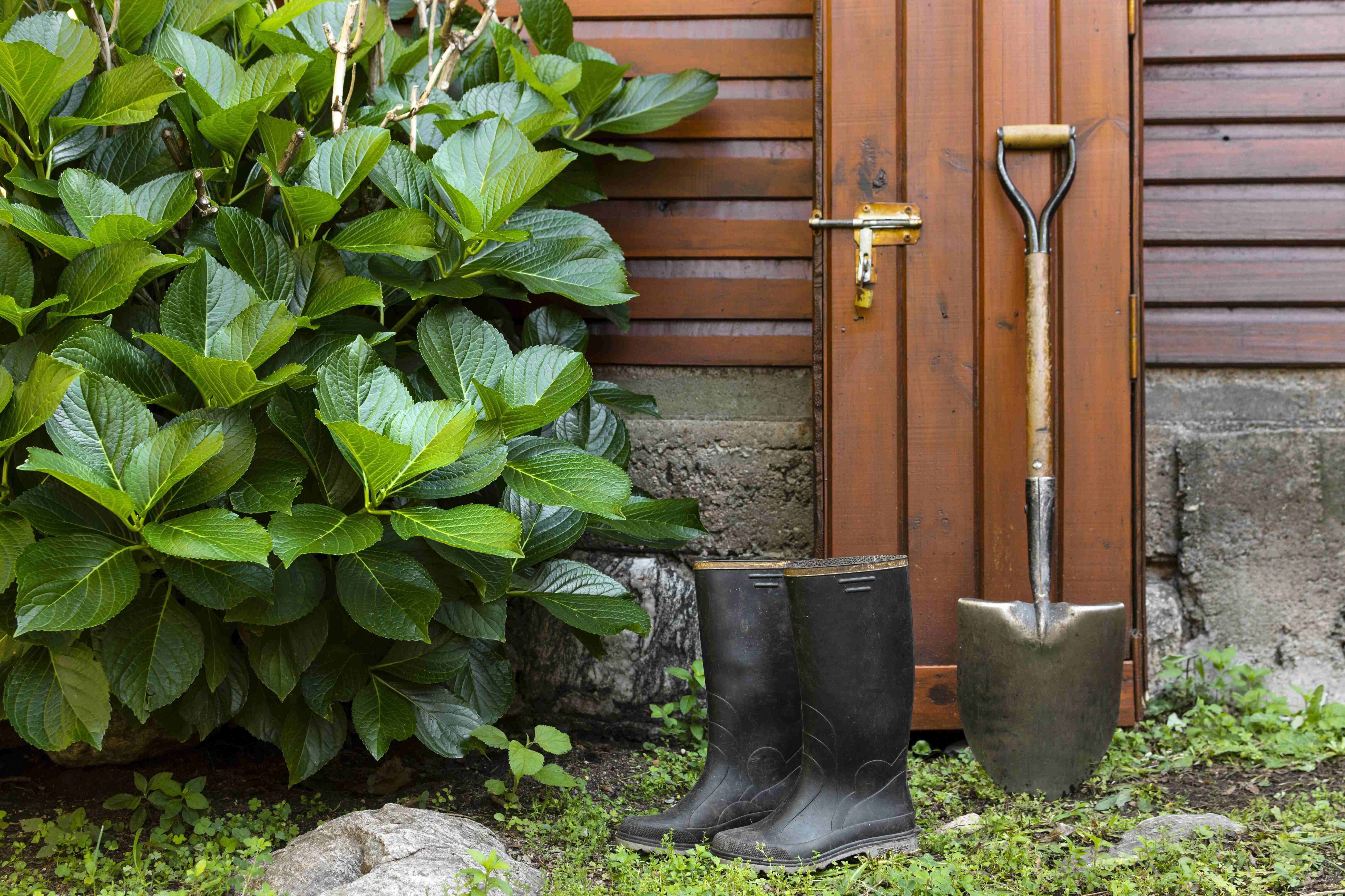 Gartenwerkzeuge, darunter Gummistiefel und eine Schaufel, stehen neben einer Holztür und einem üppigen grünen Strauch. 
