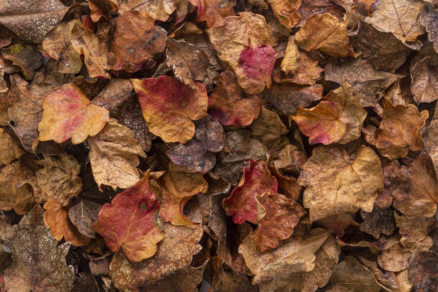 Bunte Herbstblätter in Braun-, Rot- und Gelbtönen als flächige Naturaufnahme von oben.
