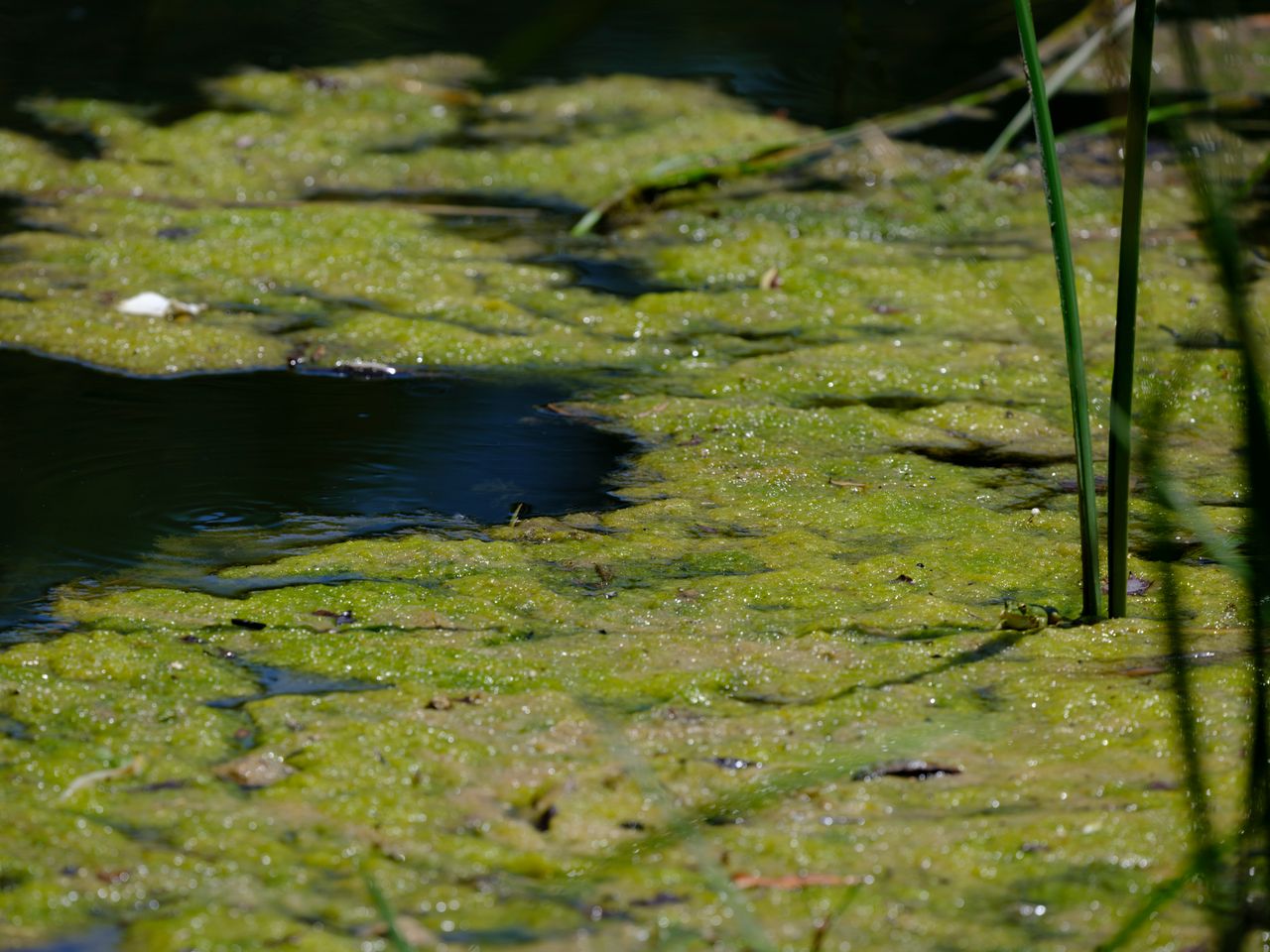 Grüner Teichschlamm